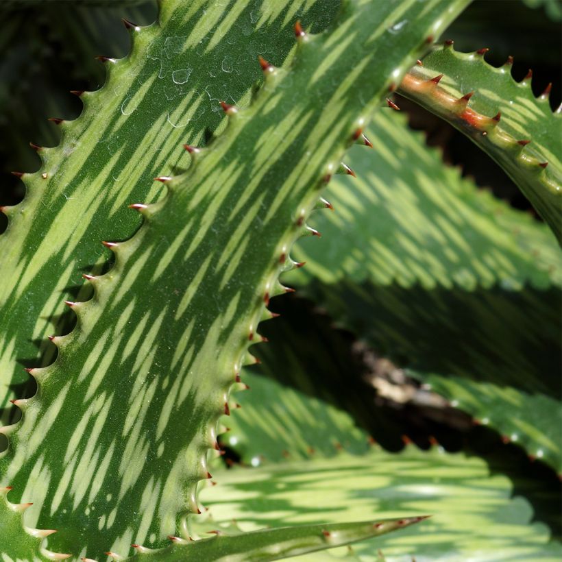 Aloe harlana - Aloès mosaïque (Foliage)