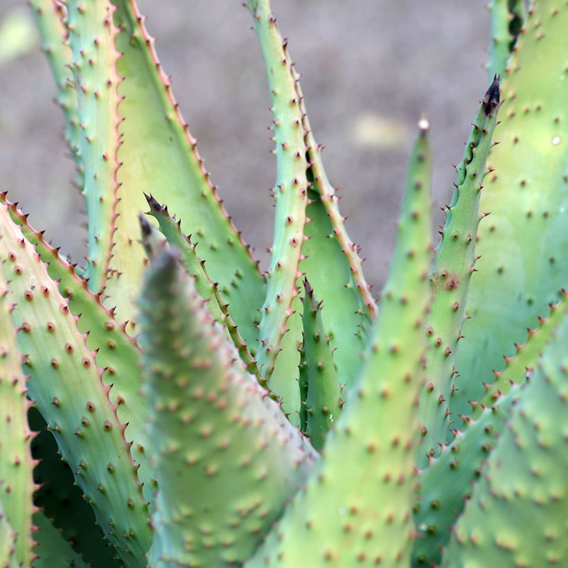 Aloe marlothii - Aloès de montagne (Foliage)