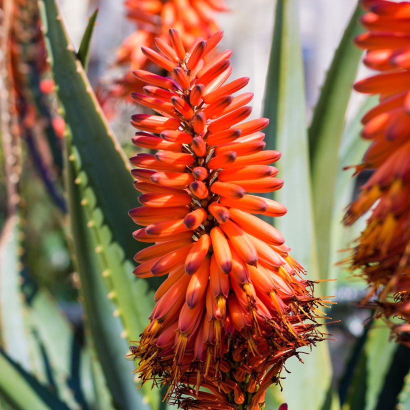 Aloe marlothii - Aloès de montagne (Flowering)