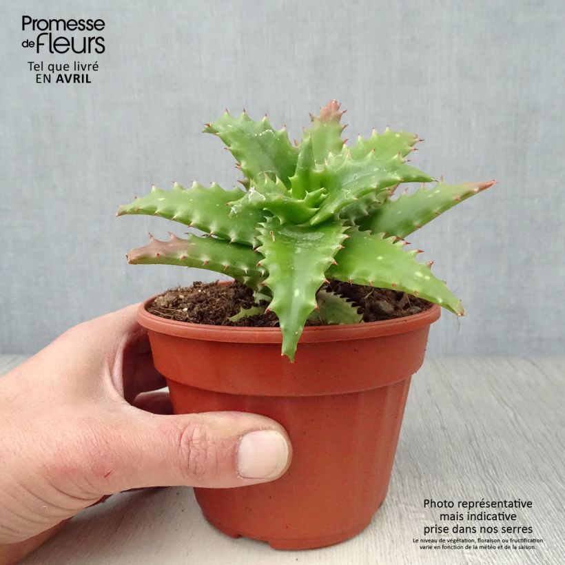 Example of Aloe morogoroensis - Aloe bussei Pot de 12 cm / 13 cm as you get in printemps