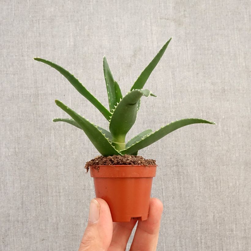 Spécimen de Aloe perfoliata (mitriformis) Mini-plante tel que livré au printemps