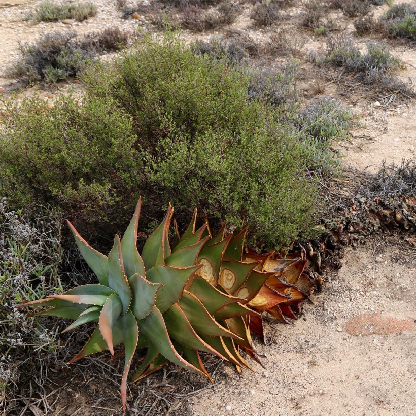 Aloe perfoliata (mitriformis) (Plant habit)
