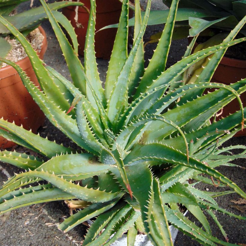 Aloe spinosissima - Aloès (Plant habit)