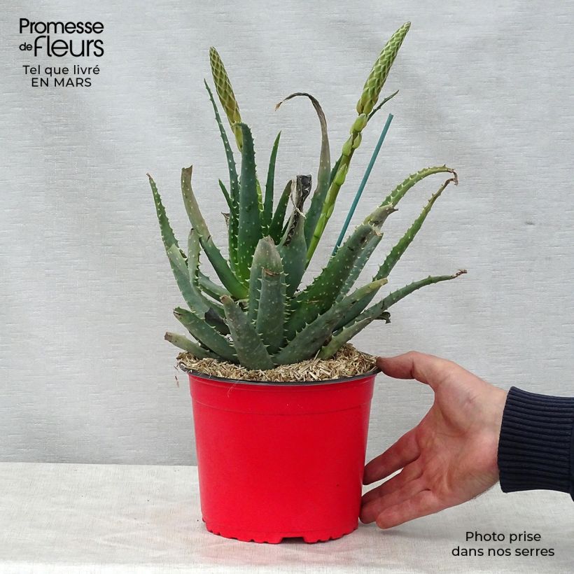 Example of Aloe spinosissima - Aloès Pot de 2L/3L as you get in printemps