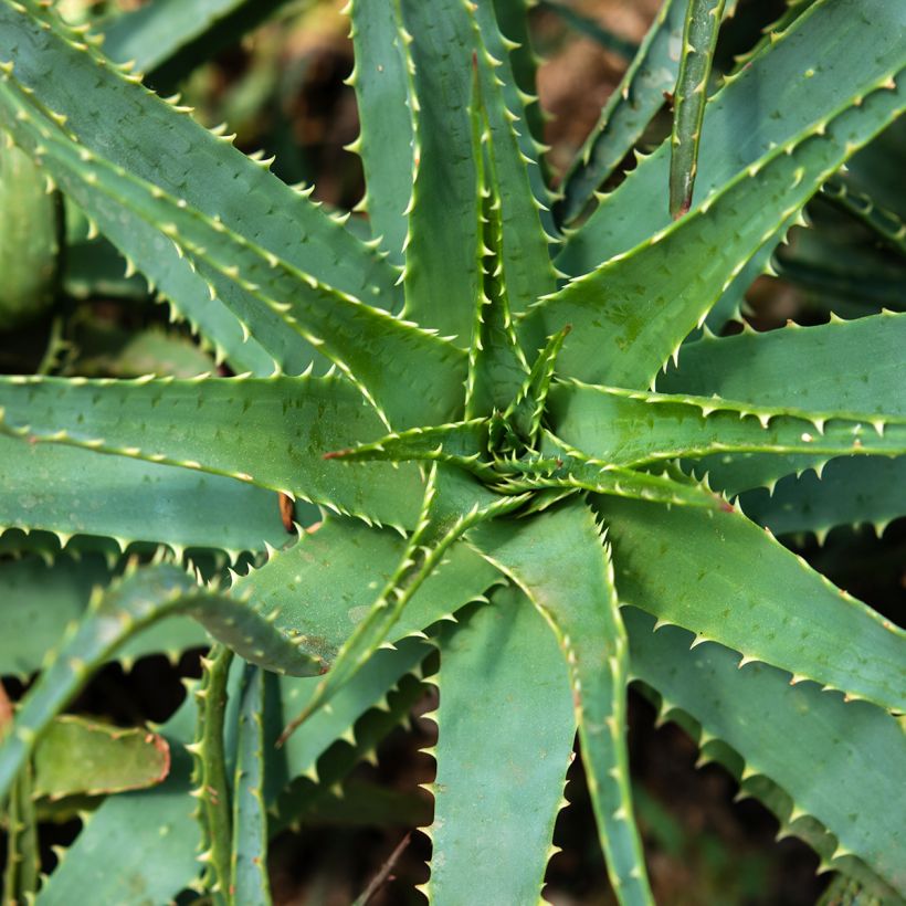 Aloe spinosissima - Aloès (Foliage)