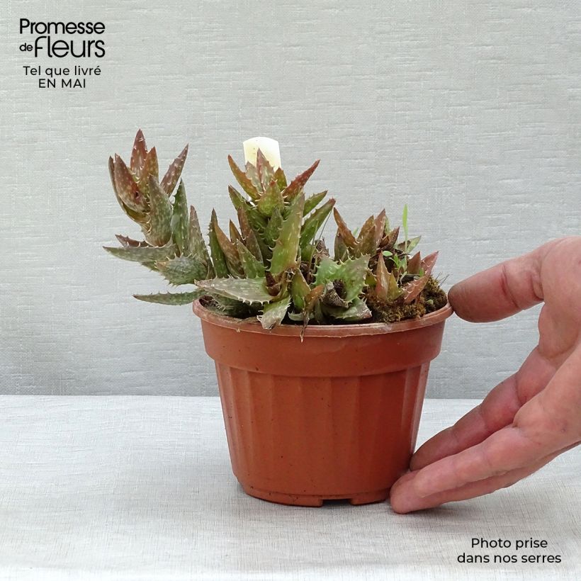 Example of Aloe squarrosa Pot de 12 cm / 13 cm as you get in printemps
