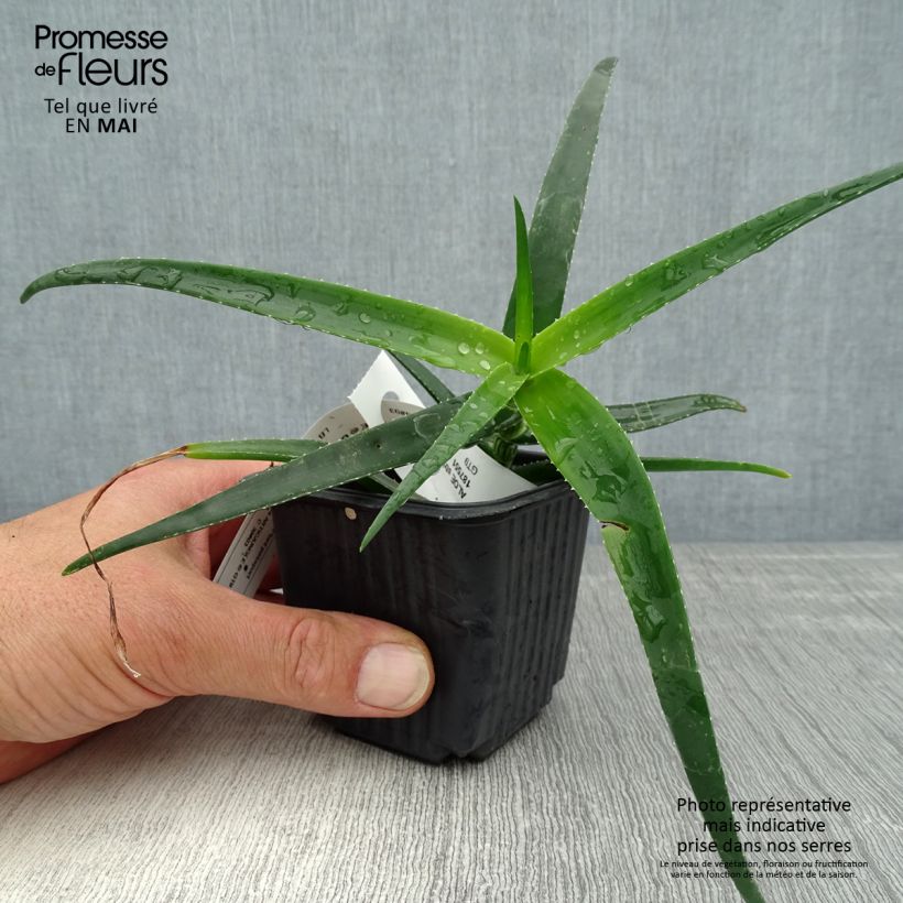Example of Aloe striatula ArticJungle - Aloès arbustif Godet de 8/9 cm as you get in printemps