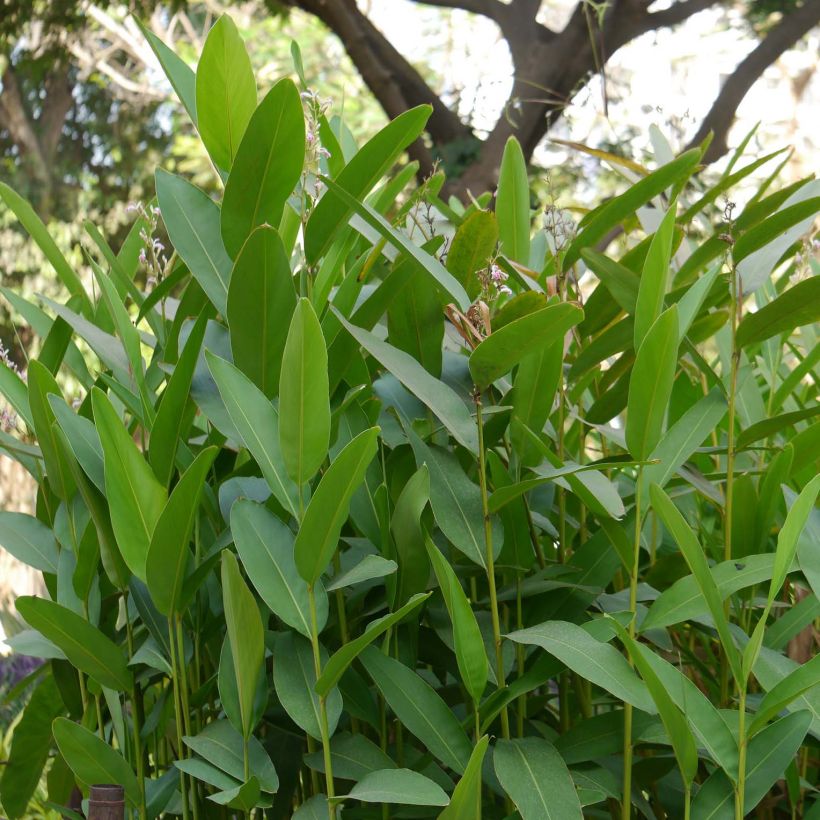 Alpinia galanga - Grand Galanga (Foliage)