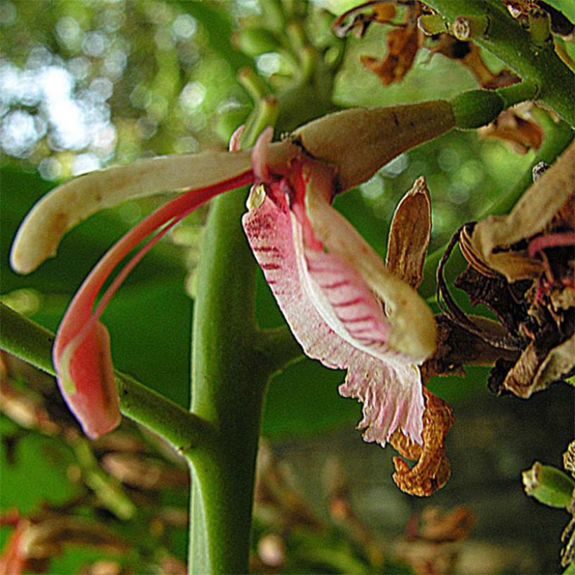 Alpinia galanga - Grand Galanga (Flowering)
