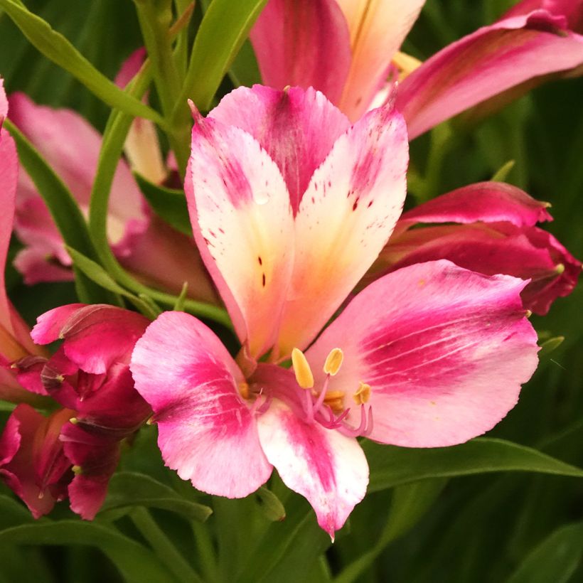 Alstroémère Duchesses d'Anjou Emilie - Lys des Incas (Floraison)