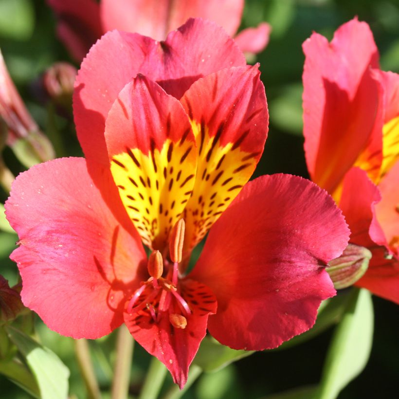 Alstroémère haute Majestic Authion - Lys des Incas (Floraison)