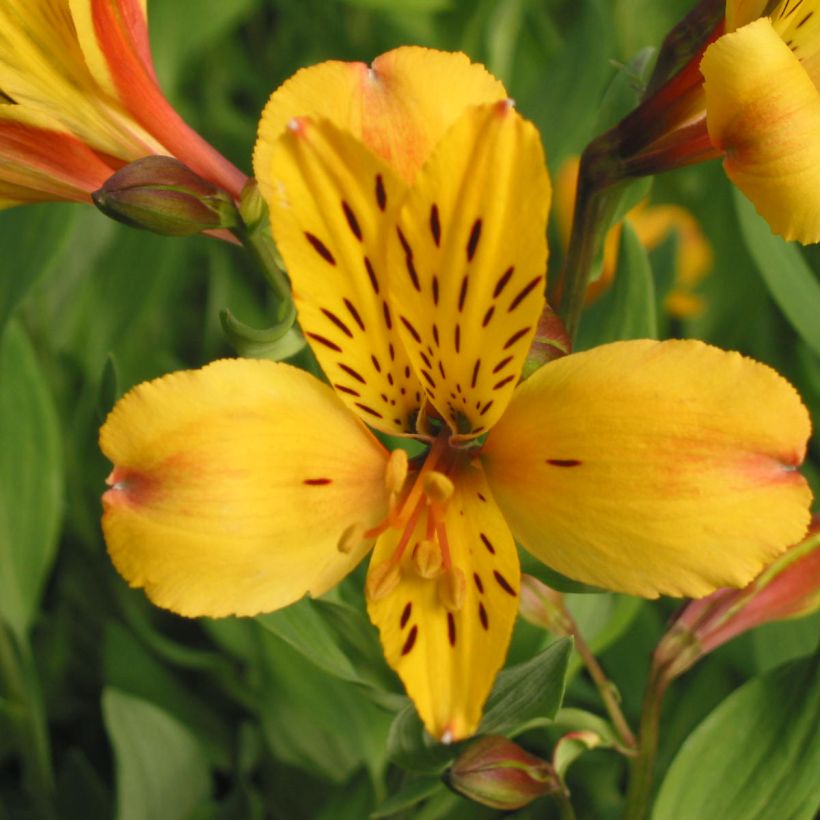 Alstroémère haute Majestic Serrant - Lys des Incas (Floraison)