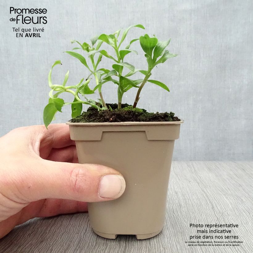 Example of Alstroémère Duc Arthur - Lys des Incas Godet de 8/9 cm as you get in printemps