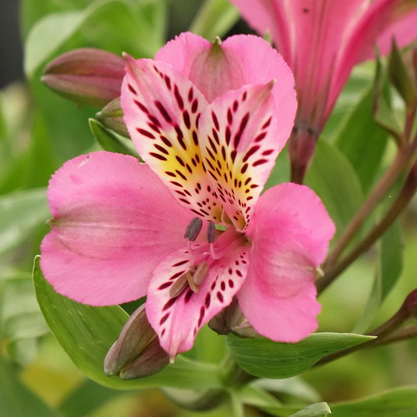 Alstroémère Duc d'Anjou Charles - Lys des Incas (Floraison)