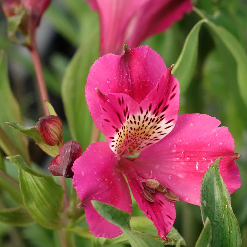 Alstroémère Duc d'Anjou Edouard - Lys des Incas (Floraison)