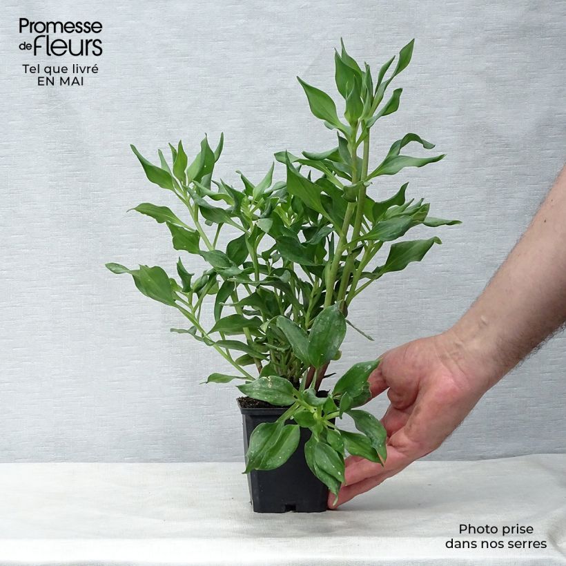 Example of Alstroémère Duc d'Anjou Jean - Lys des Incas Godet de 8/9 cm as you get in printemps