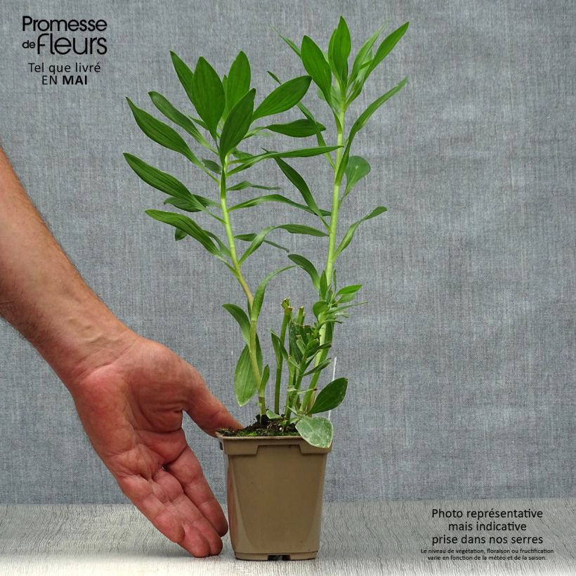 Example of Alstroémère Duc d'Anjou Charles - Lys des Incas Godet de 8/9 cm as you get in printemps