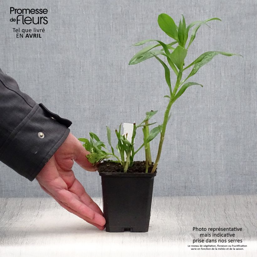 Example of Alstroémère Duc d'Anjou Edouard - Lys des Incas Godet de 8/9 cm as you get in printemps