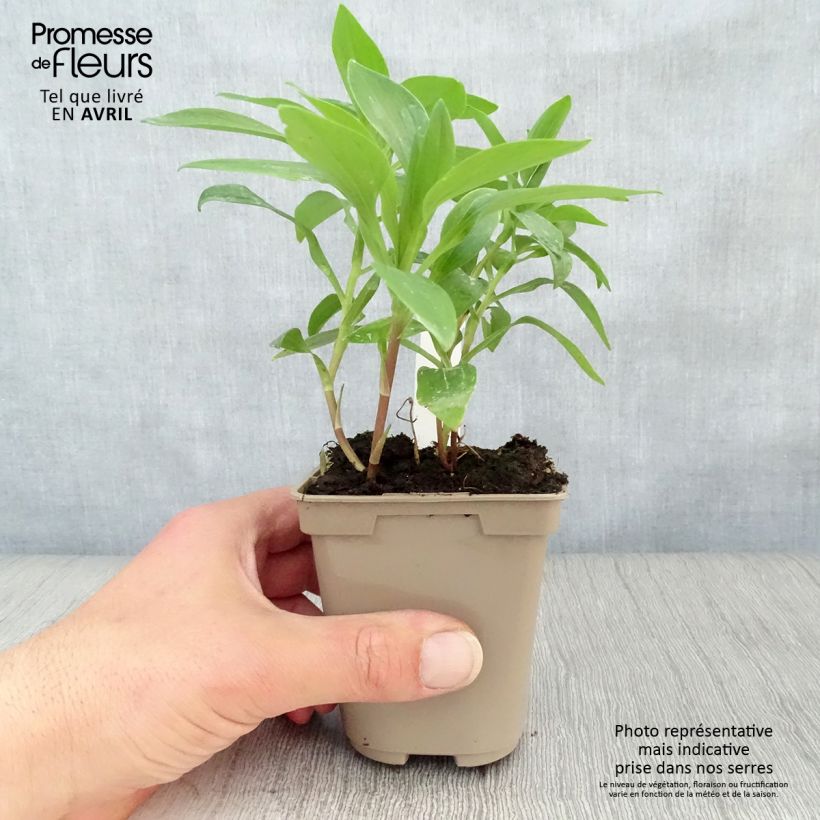 Example of Alstroémère Duc d'Anjou Nicolas - Lys des Incas Godet de 8/9 cm as you get in printemps