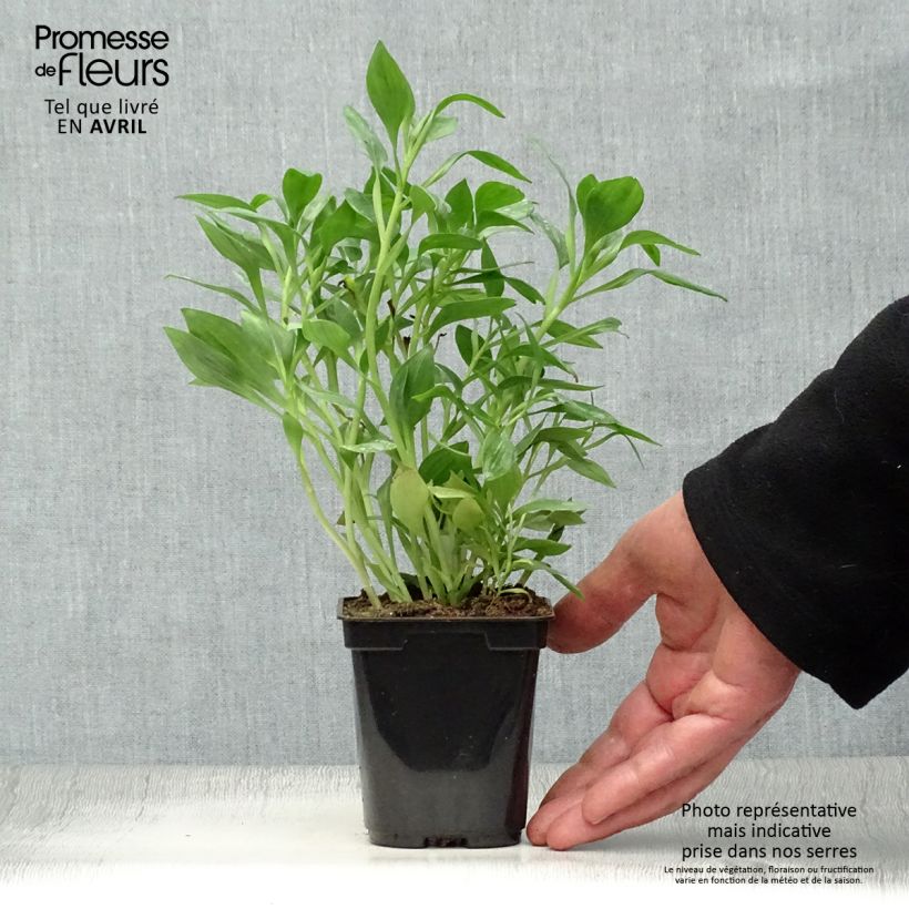 Example of Alstroémère Duc d'Anjou Pierre - Lys des Incas Godet de 8/9 cm as you get in printemps