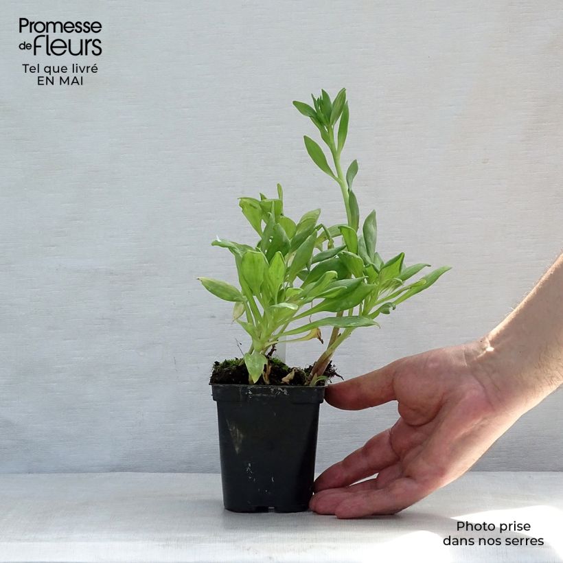 Example of Alstroemère Duchesses Aliénor - Lys des Incas Godet de 8/9 cm as you get in printemps