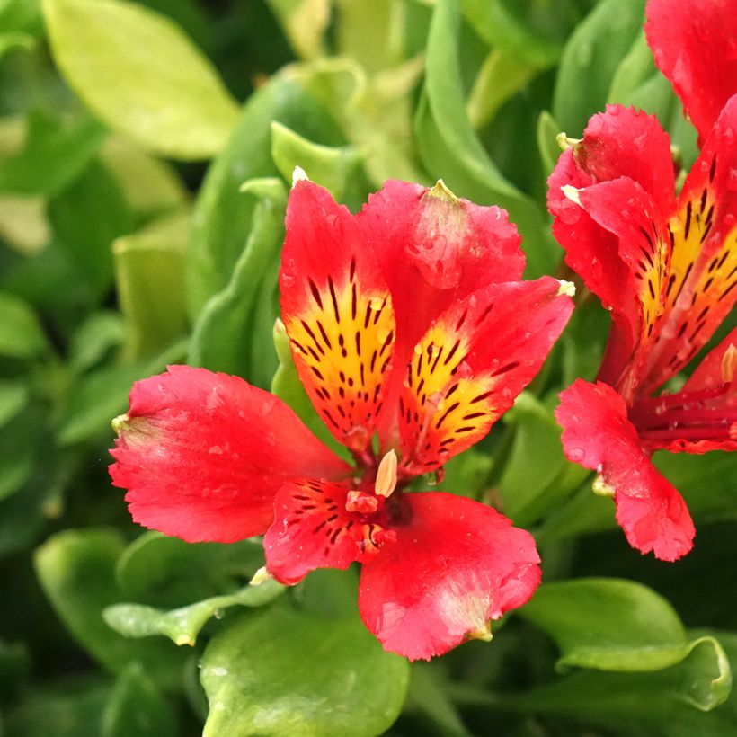 Alstroémère Duchesses Diane - Lys des Incas (Floraison)