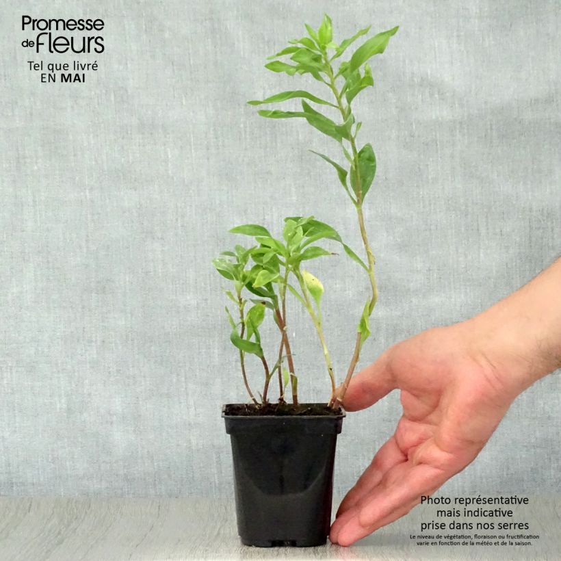 Example of Alstroémère Duchesses Marguerite - Lys des Incas Godet de 8/9 cm as you get in printemps