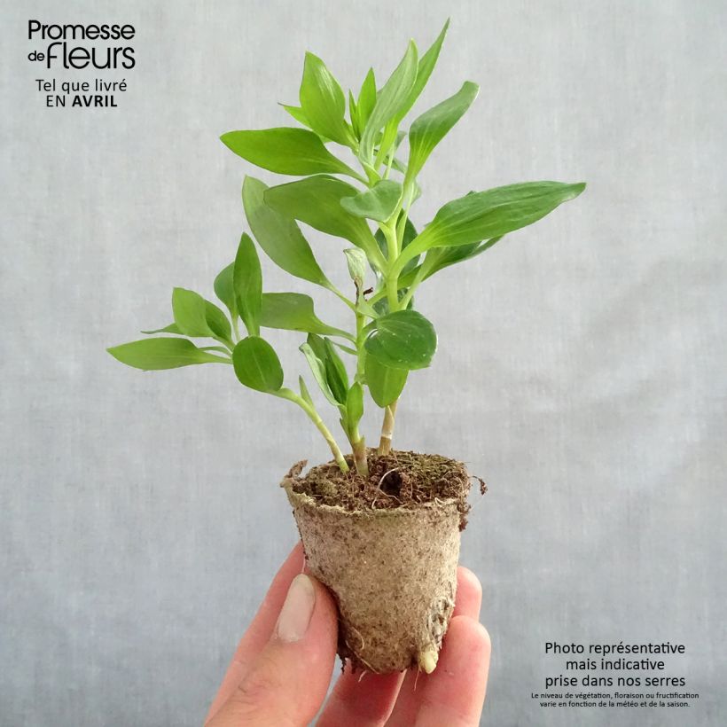 Example of Alstroemère Inticancha Bryce - Lis des Incas Motte 4 cm x 4,5 cm, Plant vert de 5 à 10 cm de hauteur as you get in printemps