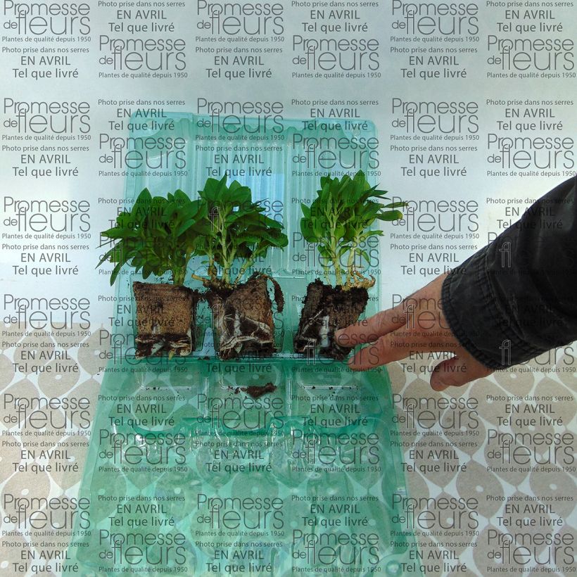 Exemple de spécimen de Alstroemeria Inticancha Cabana - Lis des Incas Motte 4 cm x 4,5 cm, Livré en plant vert de 5 à 10 cm de hauteur tel que livré