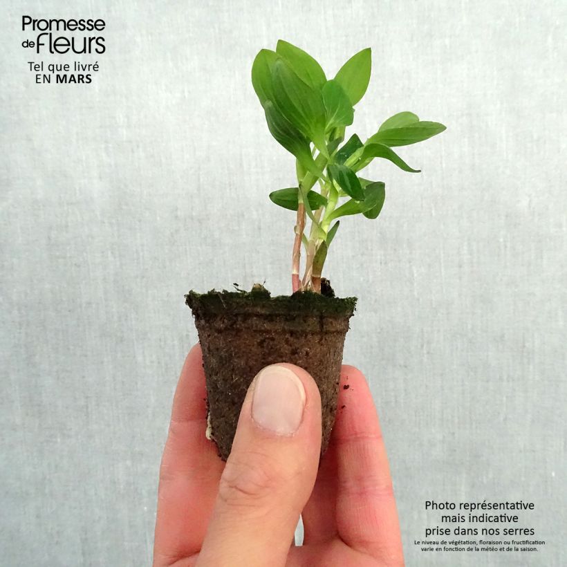 Example of Alstroemère Inticancha Dark Purple - Lis des Incas Motte 4 cm x 4,5 cm, Livré en plant vert de 5 à 10 cm de hauteur as you get in printemps