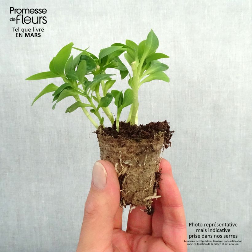 Example of Alstroemère Inticancha Magic White - Lis des Incas Motte 4 cm x 4,5 cm, Livré en plant vert de 5 à 10 cm de hauteur as you get in printemps