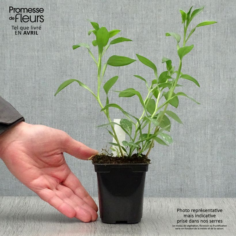 Example of Alstroémère haute Majestic Layon - Lys des Incas Godet de 8/9 cm as you get in printemps