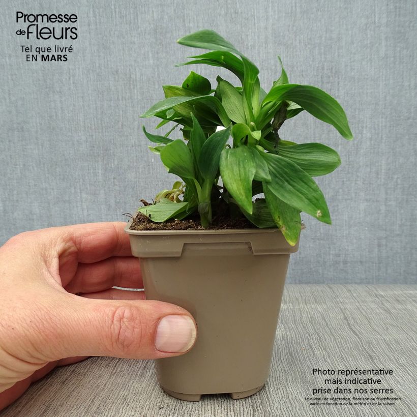 Example of Alstroémère haute Majestic Mazé - Lys des Incas Godet de 8/9 cm as you get in printemps