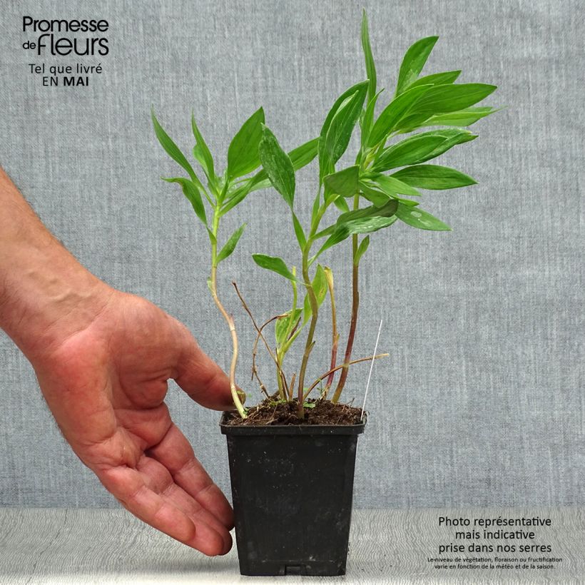 Example of Alstroémère haute Majestic Montsoreau - Lys des Incas Godet de 8/9 cm as you get in printemps