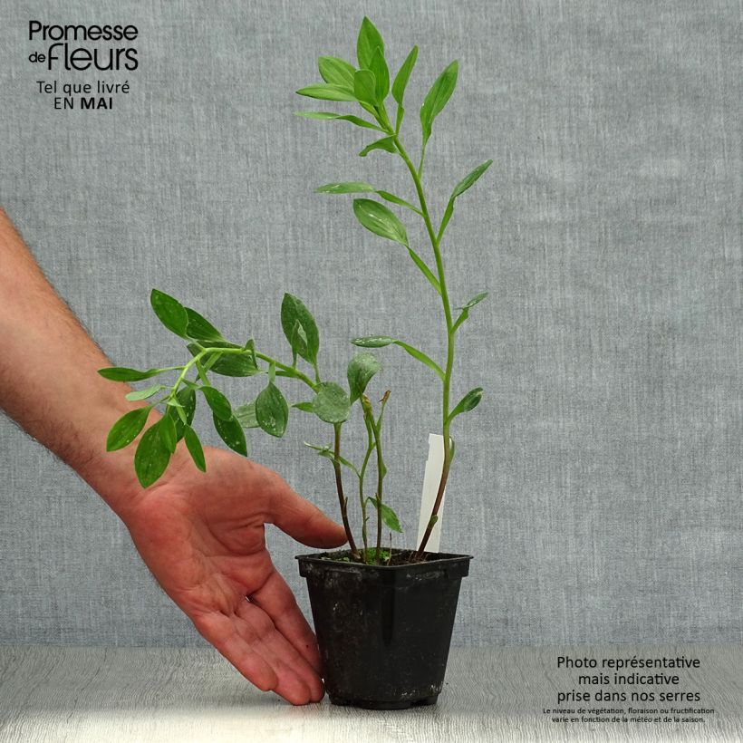 Example of Alstroémère haute Majestic Tiercé - Lys des Incas Godet de 8/9 cm as you get in printemps