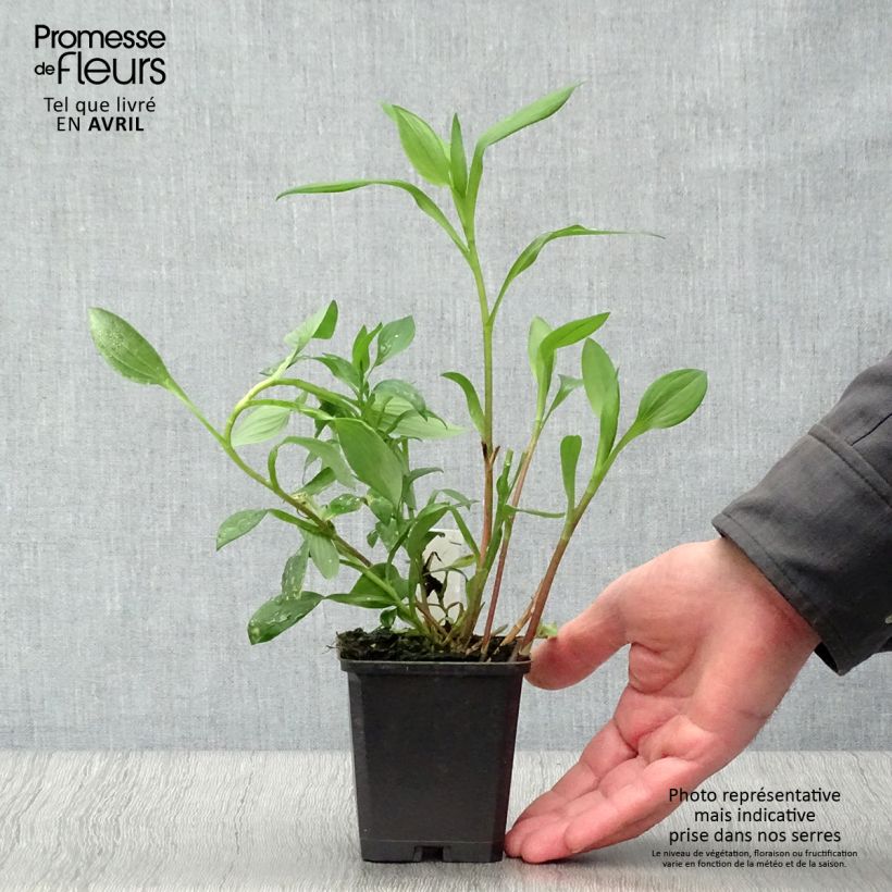 Example of Alstroémère haute Majestics Aubance - Lys des Incas Godet de 8/9 cm as you get in printemps