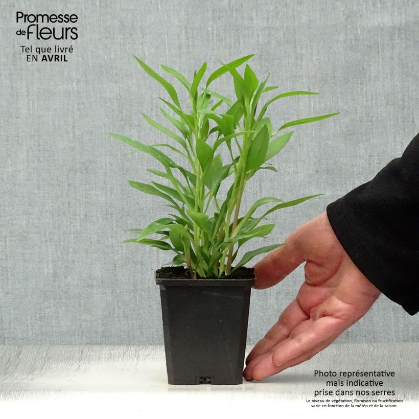 Example of Alstroémère haute Majestics Avrillé - Lys des Incas Godet de 8/9 cm as you get in printemps