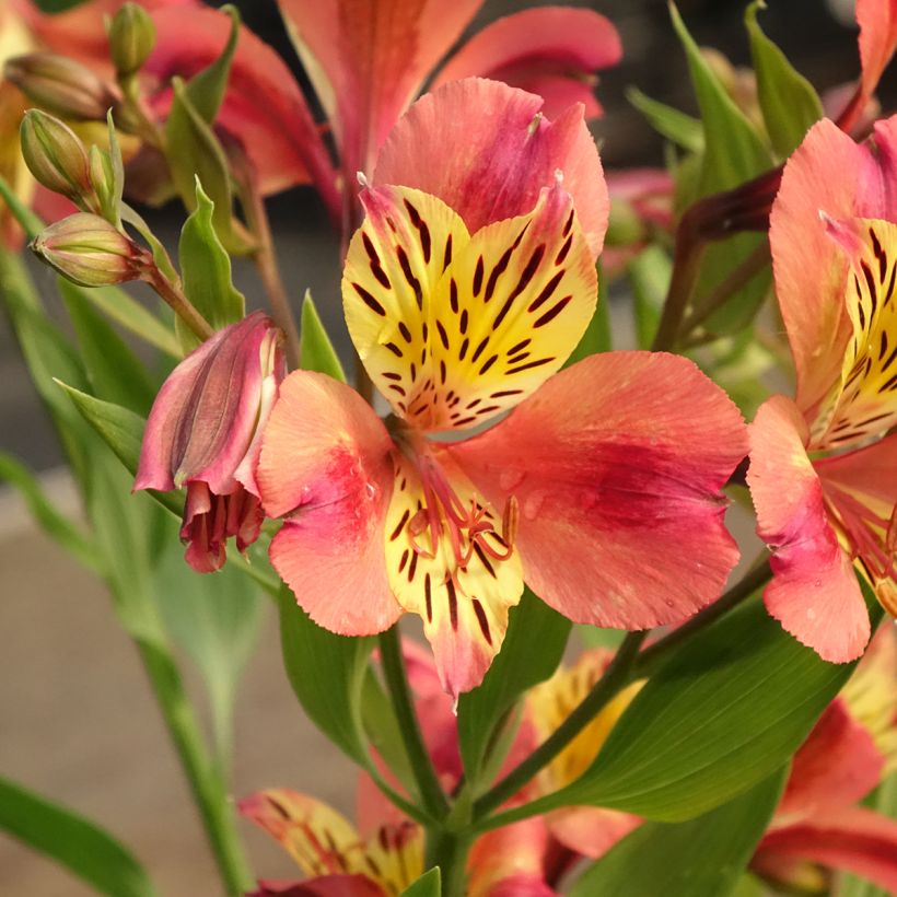 Alstroémère haute Majestics Avrillé - Lys des Incas (Floraison)