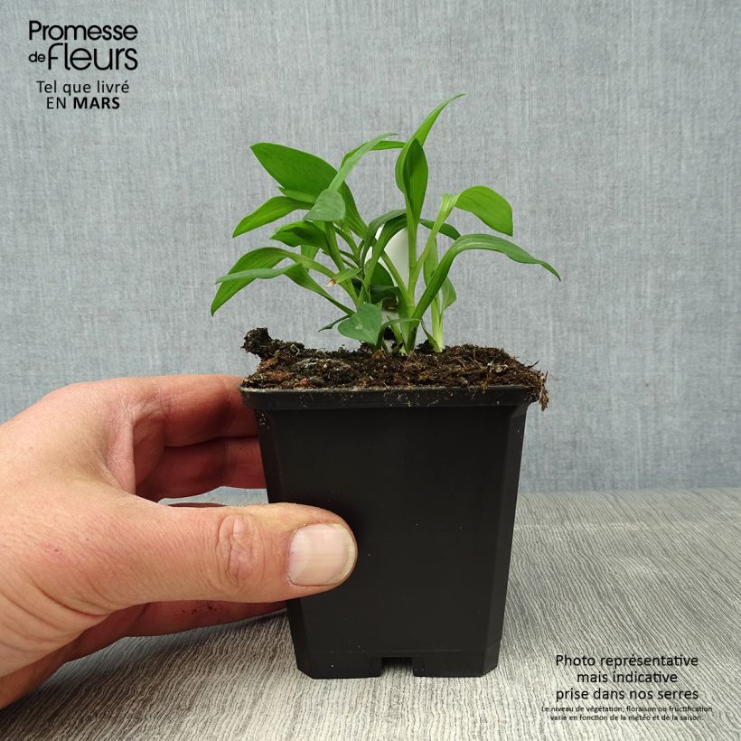 Example of Alstroémère haute Majestics Briançon - Lys des Incas Godet de 8/9 cm as you get in printemps