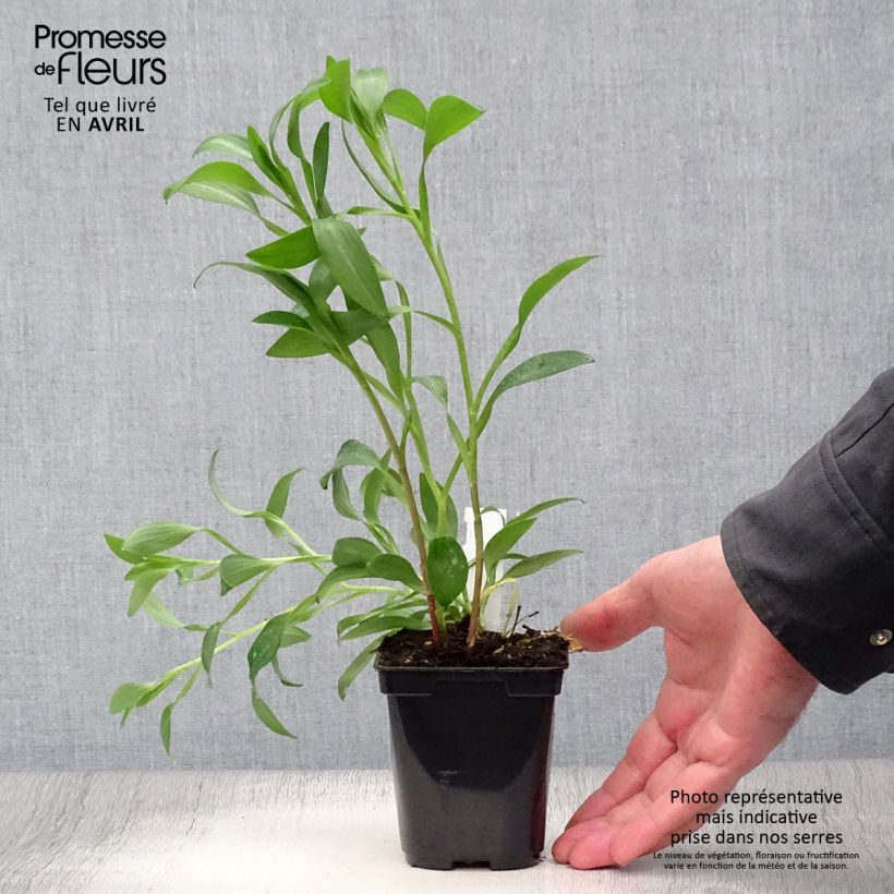 Example of Alstroémère haute Majestics Brissac - Lys des Incas Godet de 8/9 cm as you get in printemps