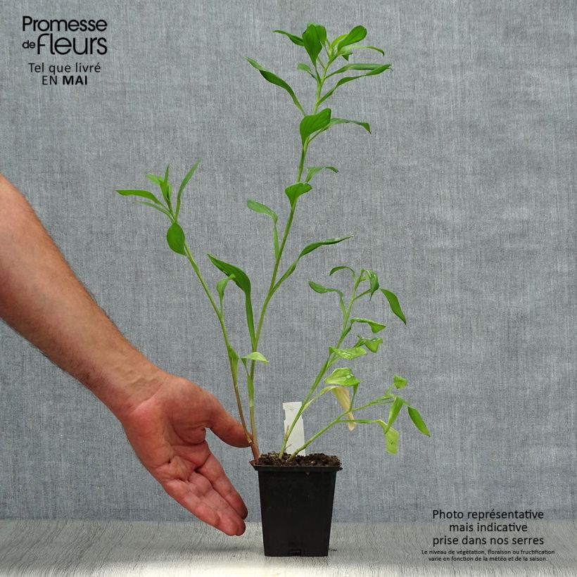 Spécimen de Alstroémère haute Majestics Chartrené Godet de 8/9 cm tel que livré au printemps