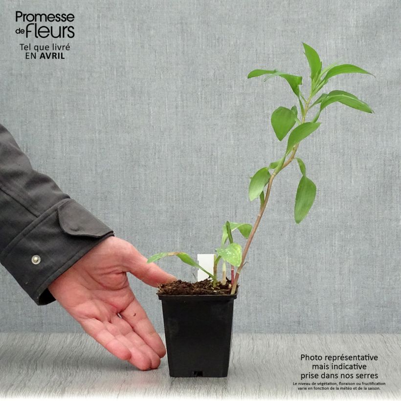 Example of Alstroémère haute Majestics Chinon - Lys des Incas Godet de 8/9 cm as you get in printemps