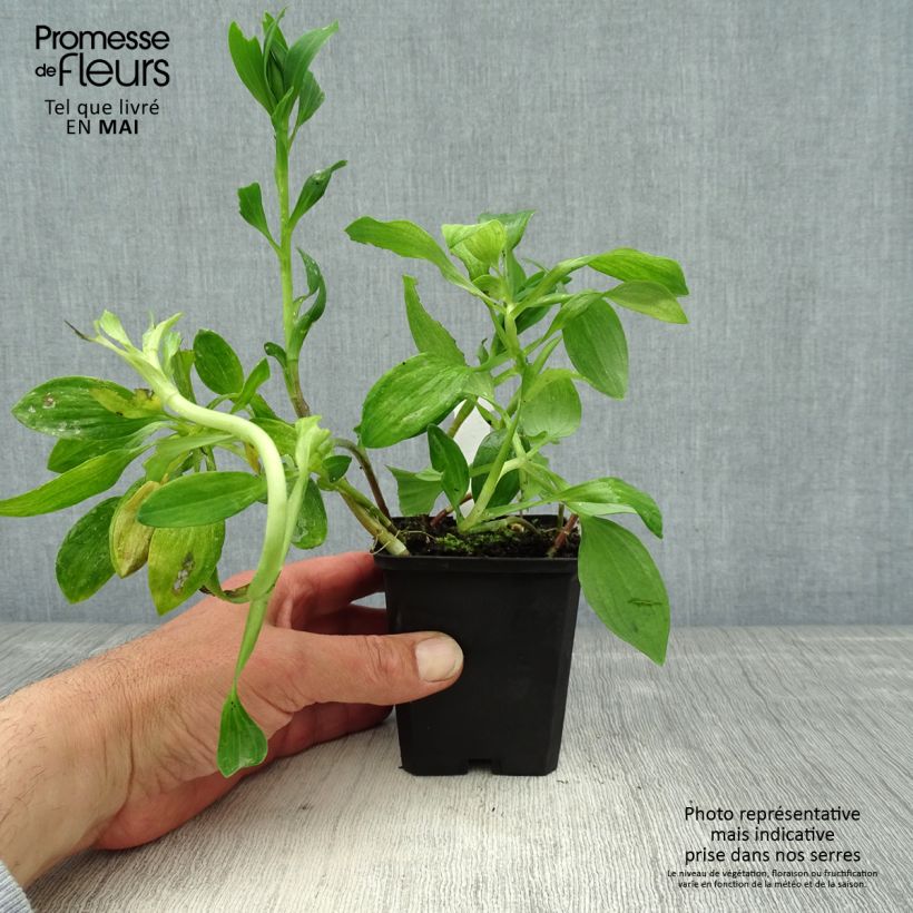 Example of Alstroémère naine Pitchounes Chloé - Lys des Incas Godet de 8/9 cm as you get in printemps