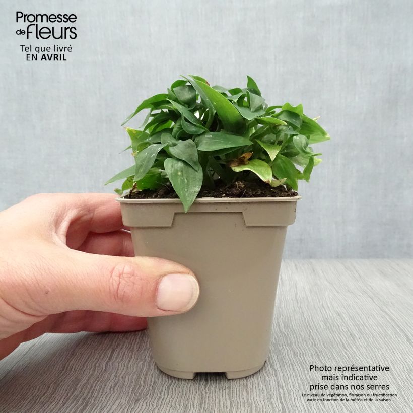 Example of Alstroemère naine Pitchounes Lola - Lys des Incas Godet de 8/9 cm as you get in printemps