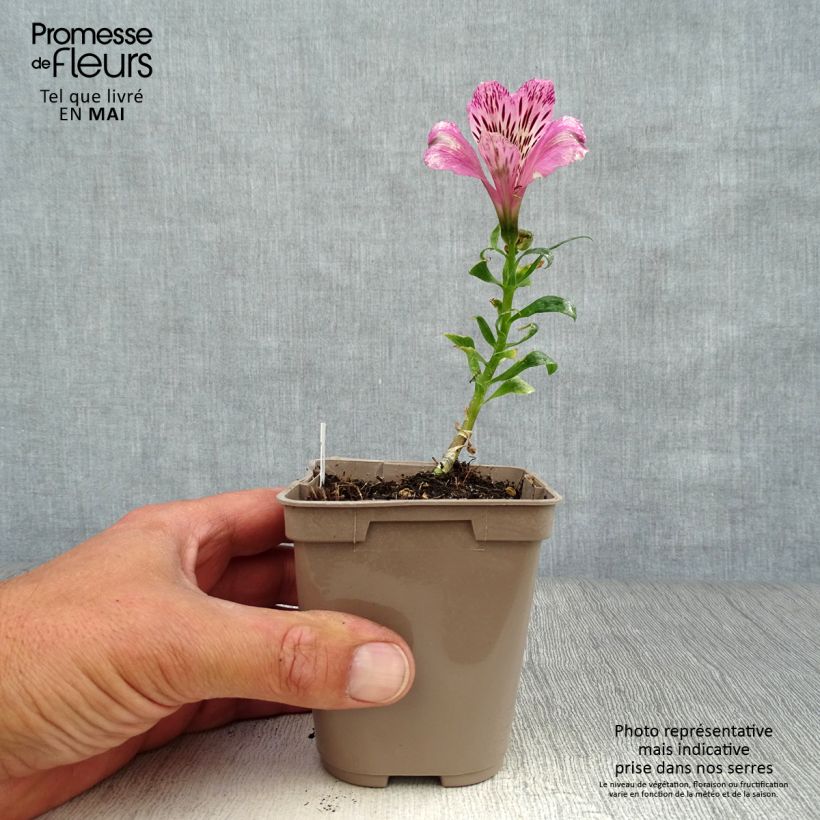 Example of Alstroemère naine Pitchounes Océane - Lys des Incas Godet de 8/9 cm as you get in printemps