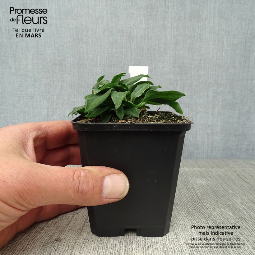 Spécimen de Alstroemère naine Pitchounes Timoté - Lys des Incas Godet de 8/9 cm tel que livré au printemps