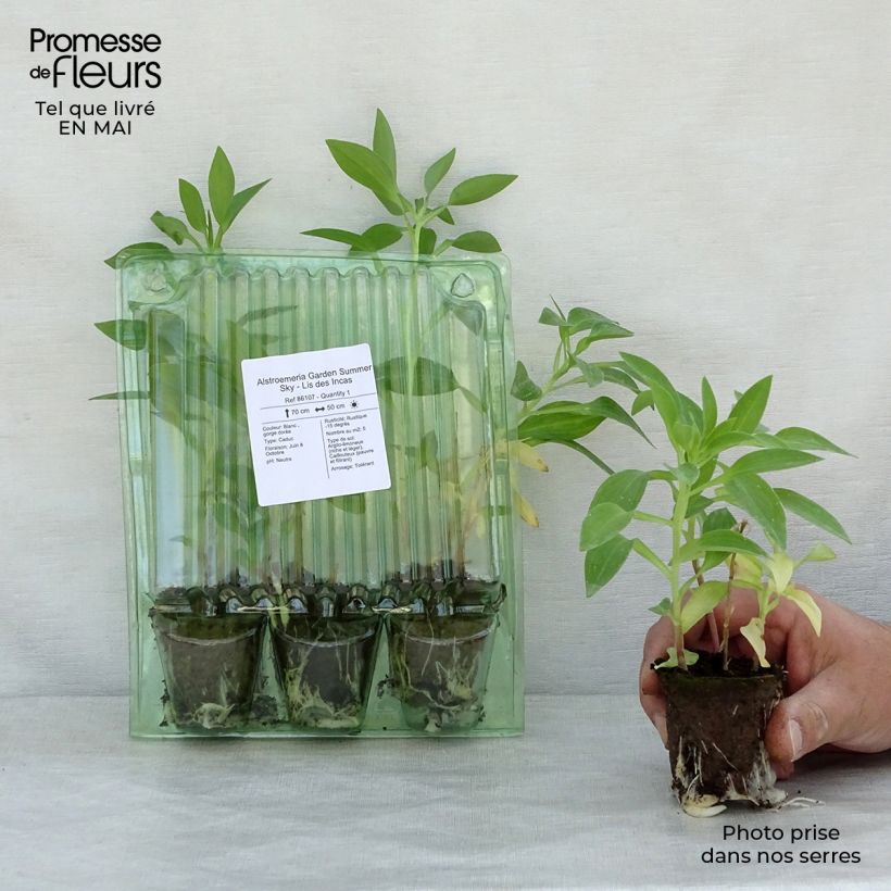 Spécimen de Alstroemeria Garden Summer Sky - Lis des Incas Motte 4 cm x 4,5 cm, Plant vert de 3 à 5 cm de haut tel que livré au printemps