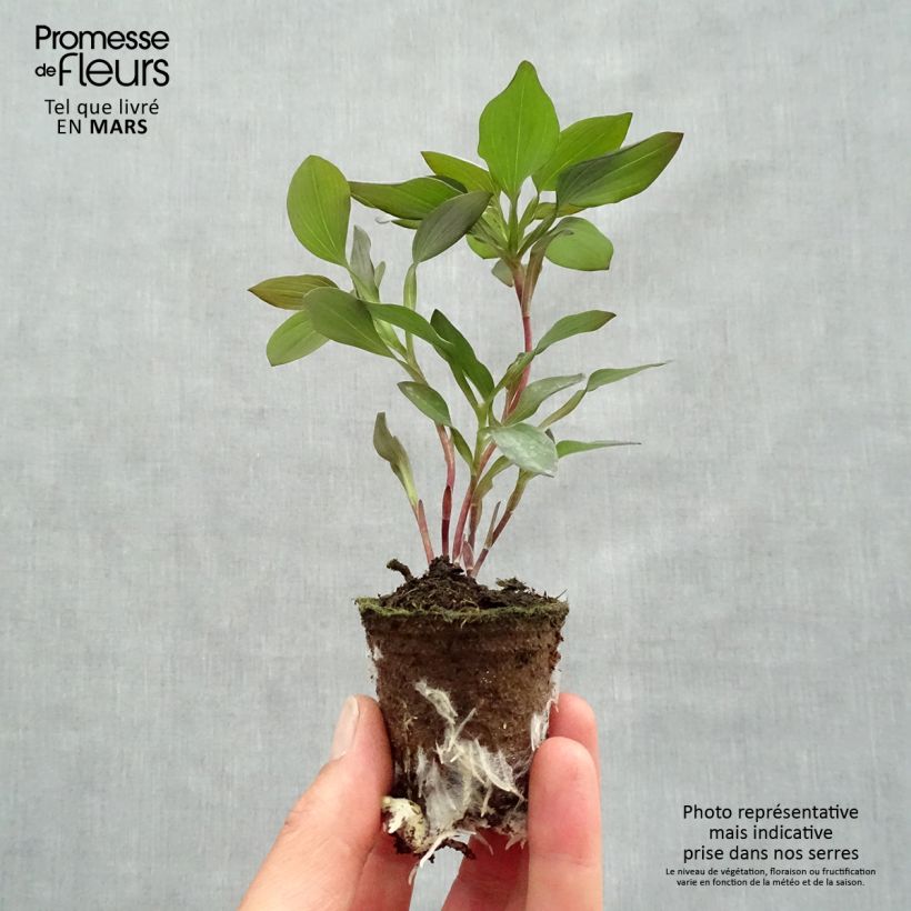 Example of Alstroemeria Indian Summer - Lis des Incas Motte 4 cm x 4,5 cm, Jeune plant en mini-motte d'environ 3-5 cm de haut as you get in printemps