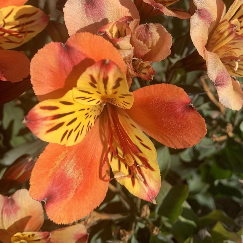 Alstroemeria Indian Summer - Lis des Incas (Flowering)