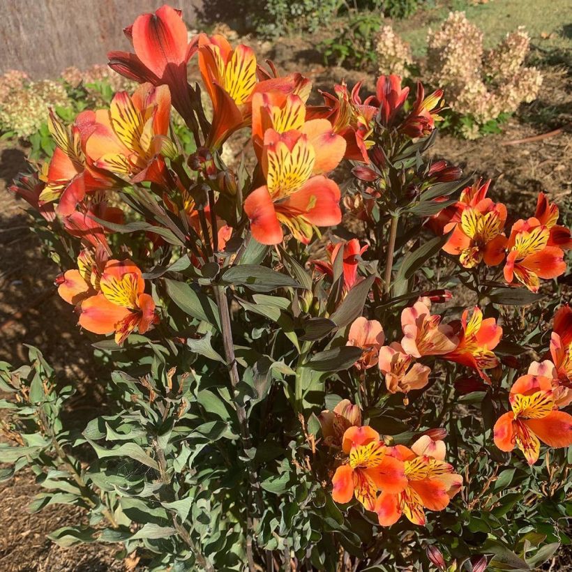 Alstroemeria Indian Summer - Lis des Incas (Plant habit)